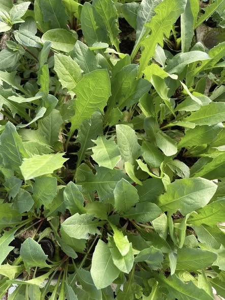 Bồ công anh dược liệu_thumbnail_3