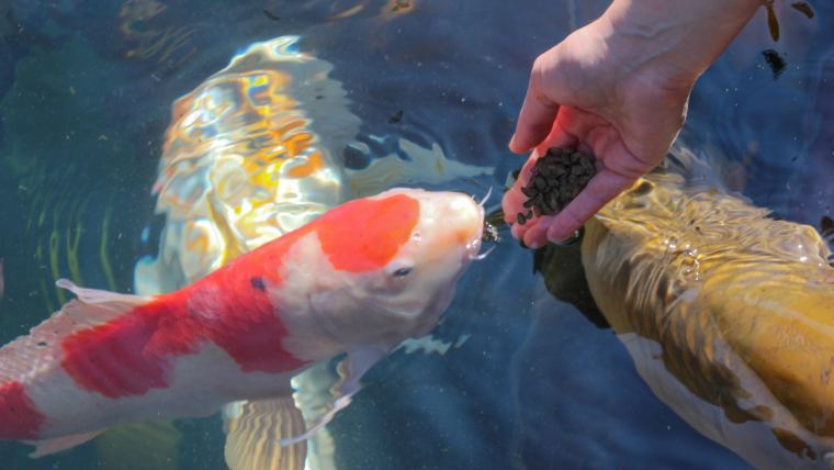 Koi Fish Blog_1200 x 675.png (1)