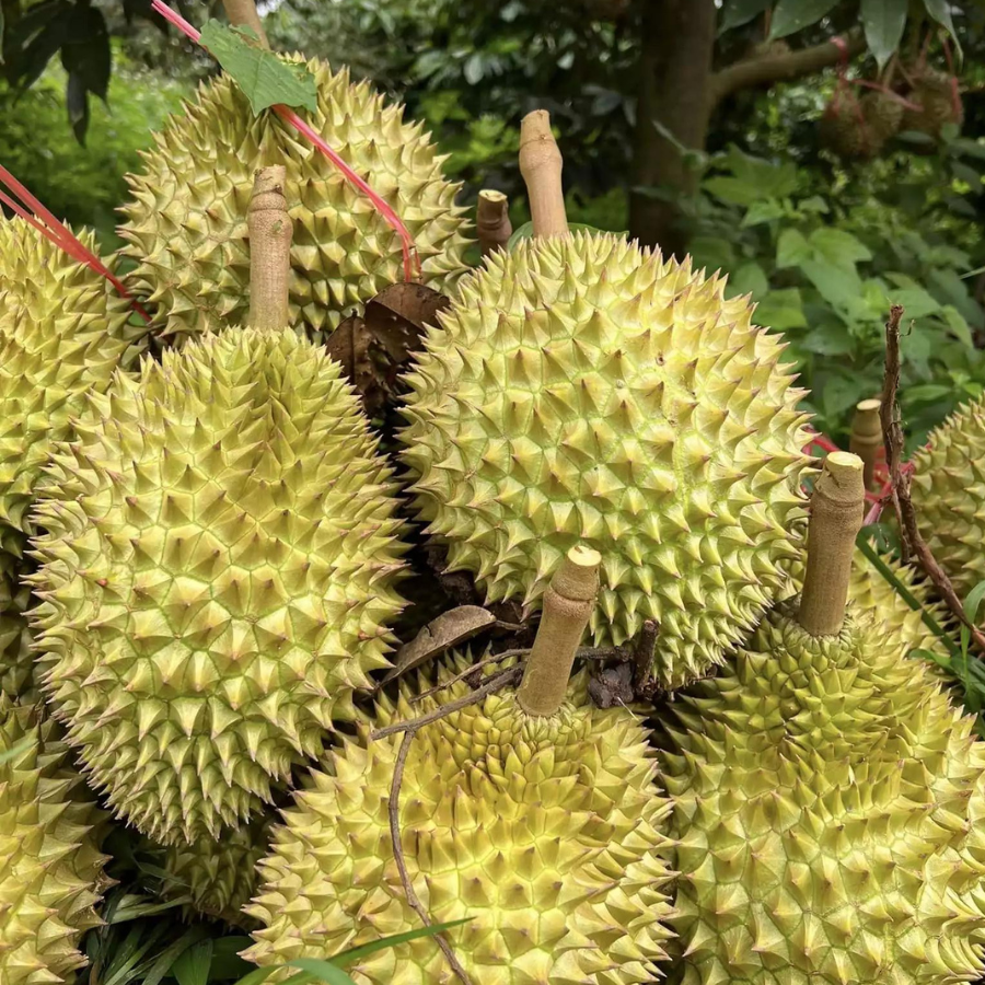 Trái Loại 1 - Sầu Riêng Ri6 MIỀN TÂY ( VIETGAP )_thumbnail_3