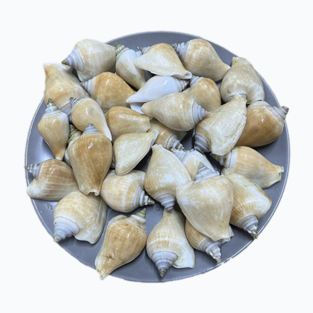 Ốc nhảy cái (size cồ) _thumbnail_0