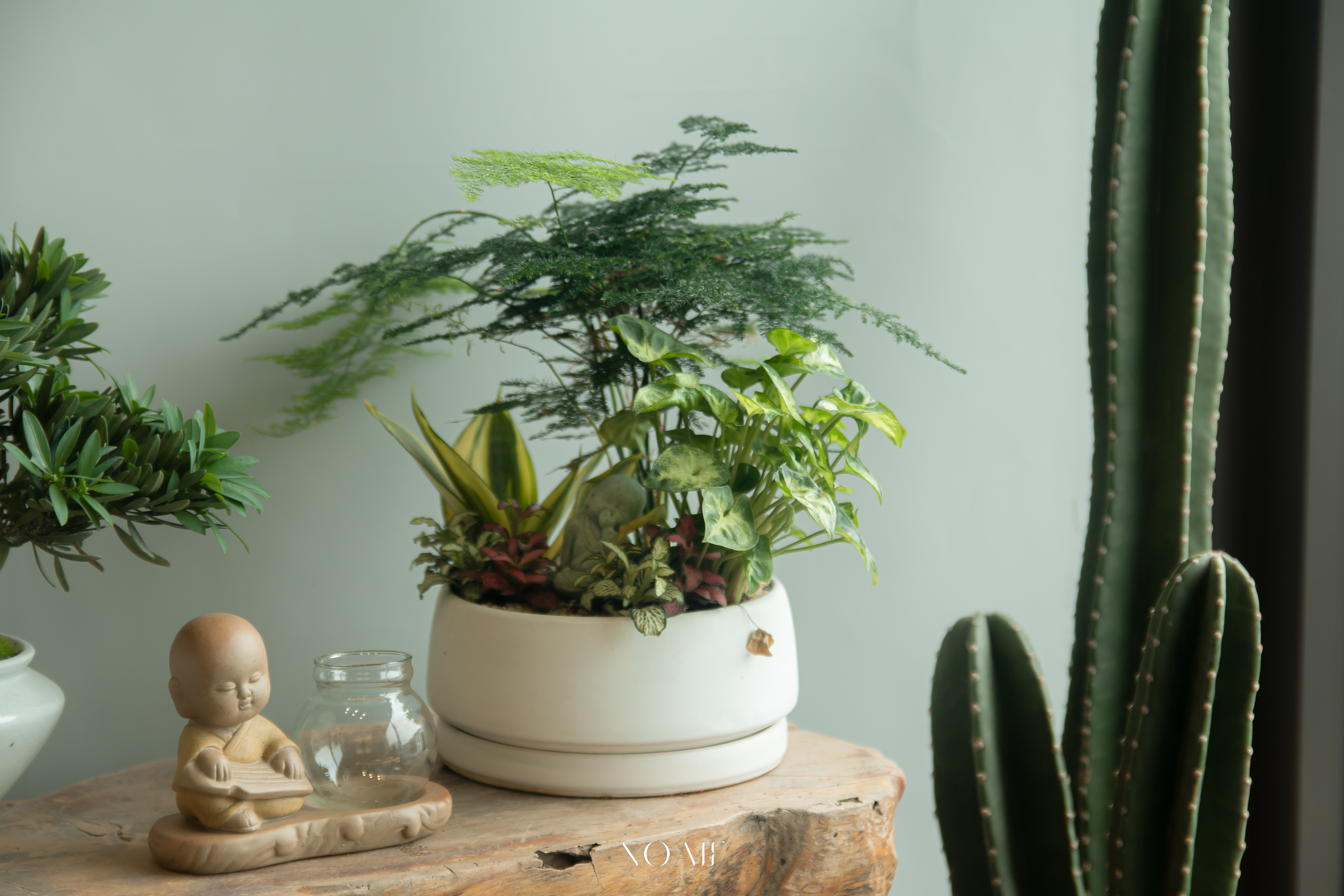 Những loại cây dễ thích nghi cho văn phòng – Gợi ý hoàn hảo cho dân công sở