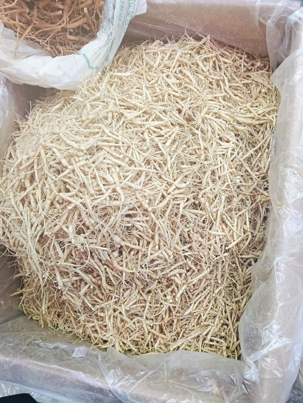 Mầm Sâm 1kg