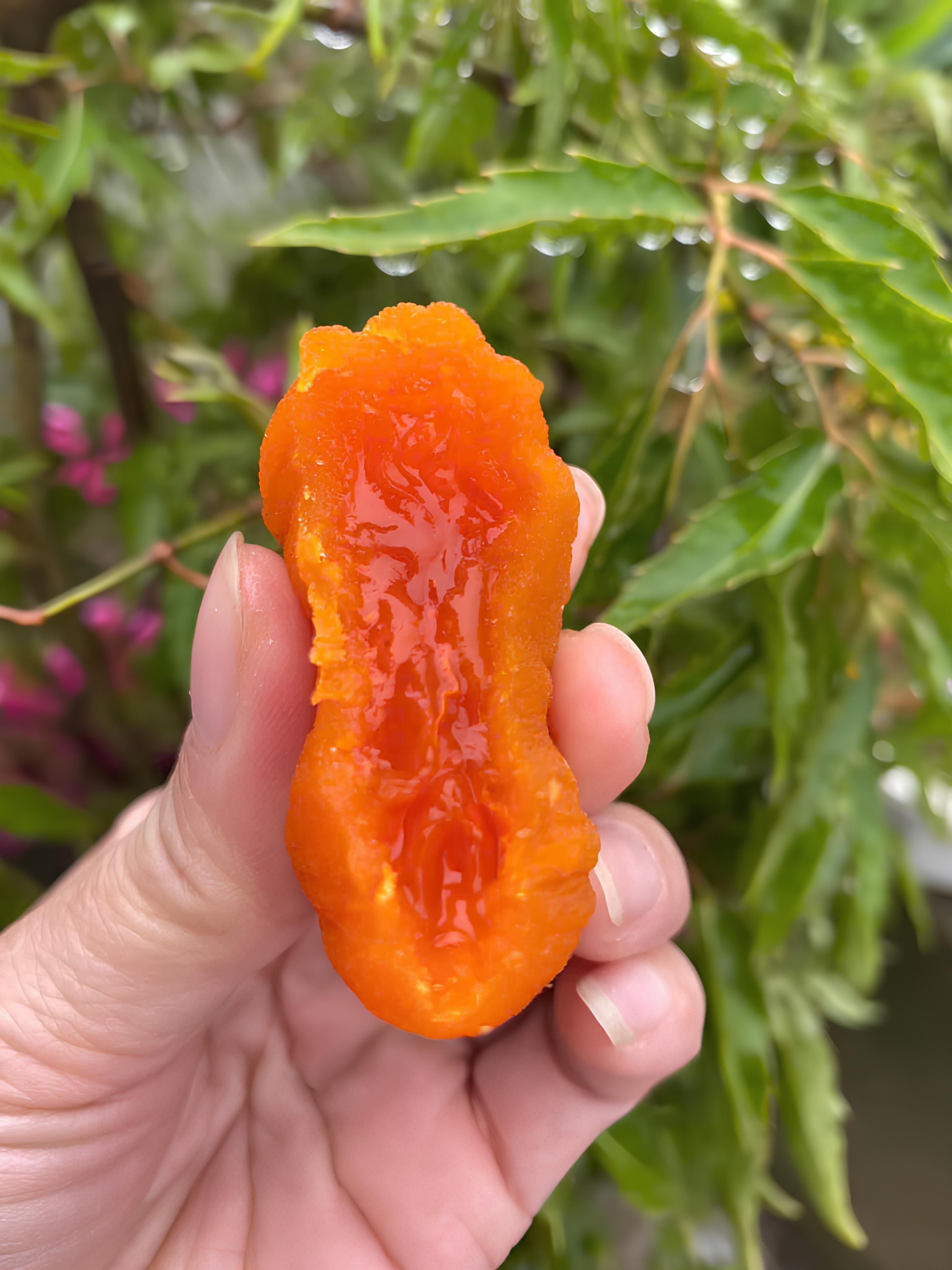 Hồng Kem Treo Gió_thumbnail_2