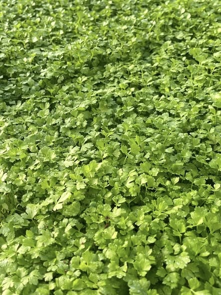 Cần tây_thumbnail_2