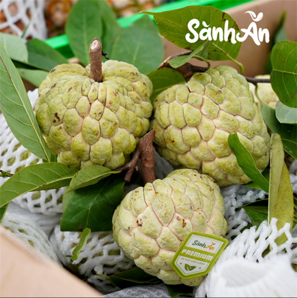 Na Chi Lăng Lạng Sơn Vip (size 3-4)_thumbnail_2