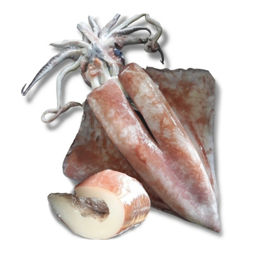 Mực lá Đại dương Thịt dày, Đánh bắt Trực tiếp