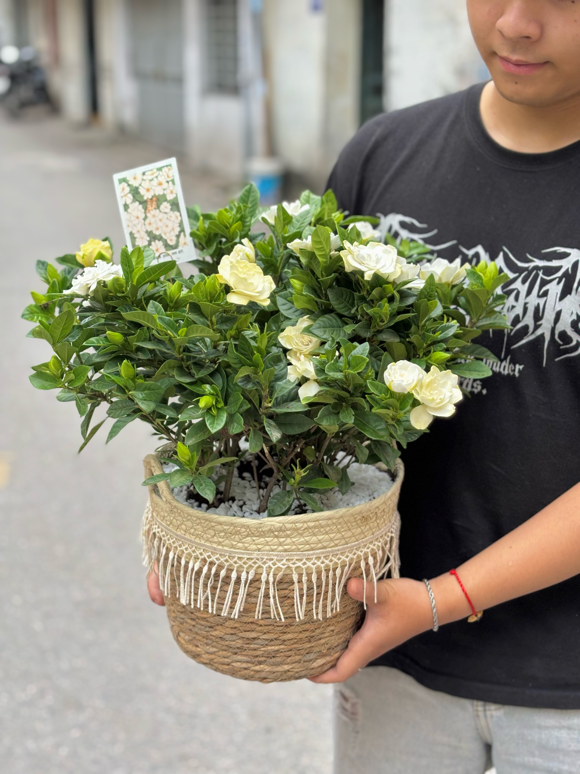 BẠCH THIÊN HƯƠNG