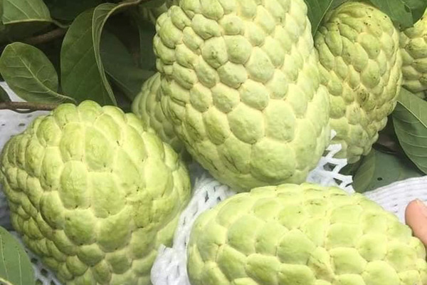 Na Thái (cây nuôi)_thumbnail_2