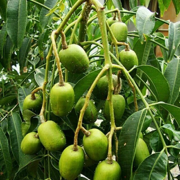 Cóc Thái_thumbnail_2