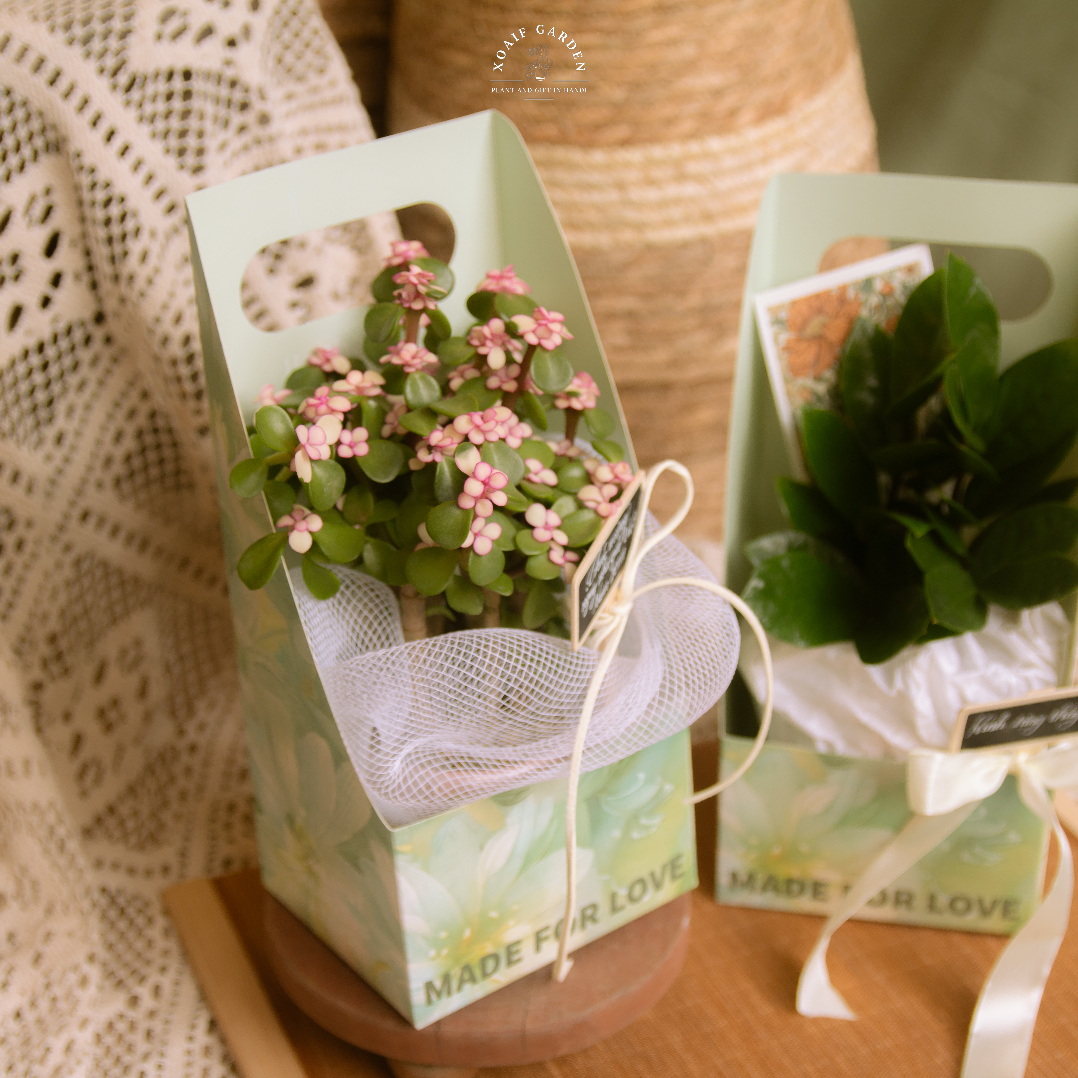 SET QUÀ TẶNG CÂY NGỌC BÍCH HỒNG HỘP GIẤY HỞ