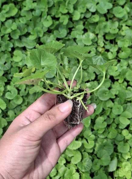 Rau má_thumbnail_3