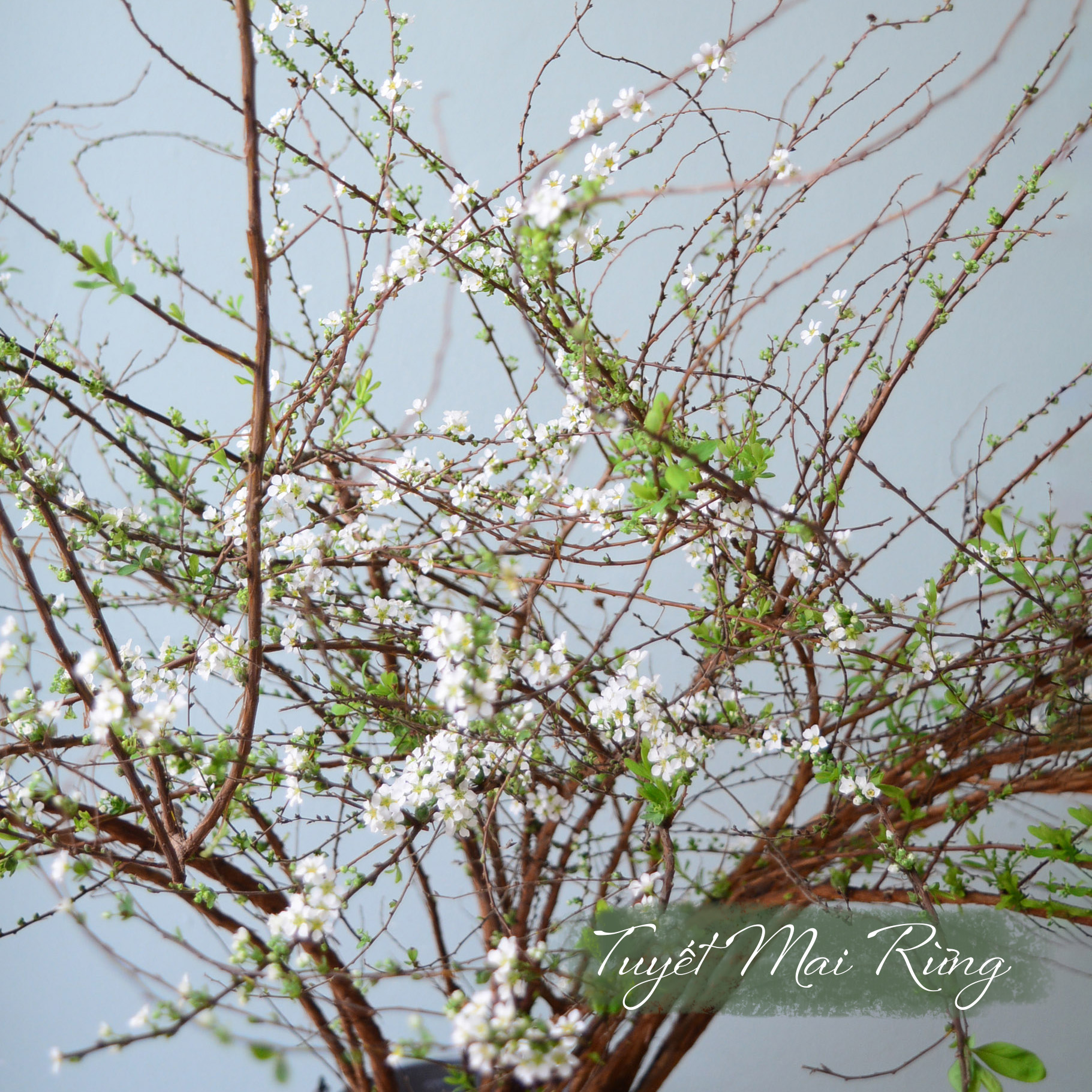 Tuyết Mai