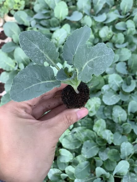 Súp lơ trắng_thumbnail_4