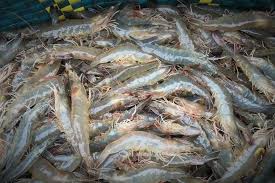 Tôm thẻ 1kg_thumbnail_1