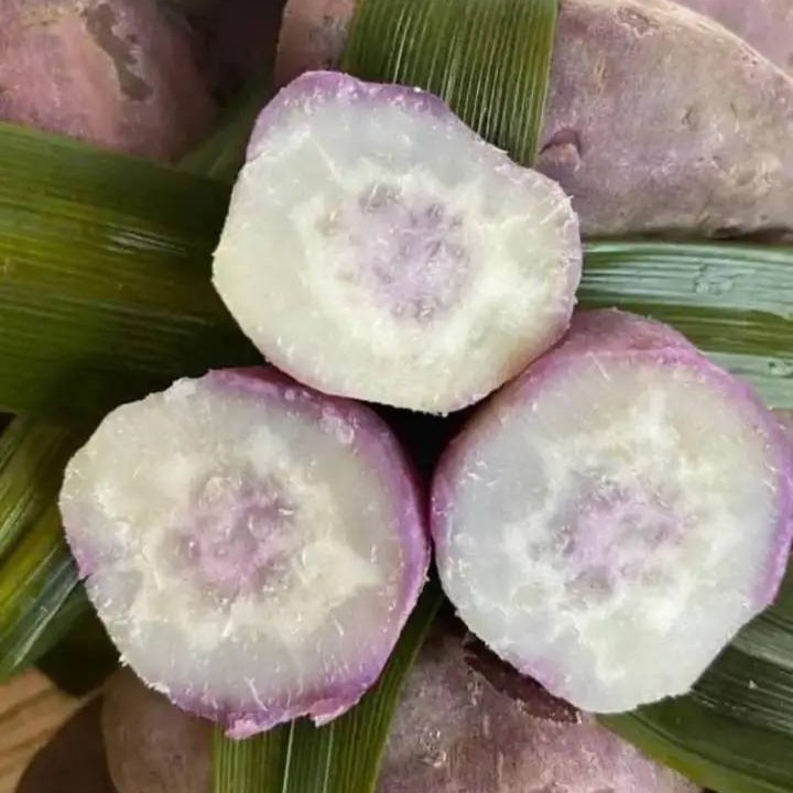 Khoai Lang Như Ngọc_thumbnail_3