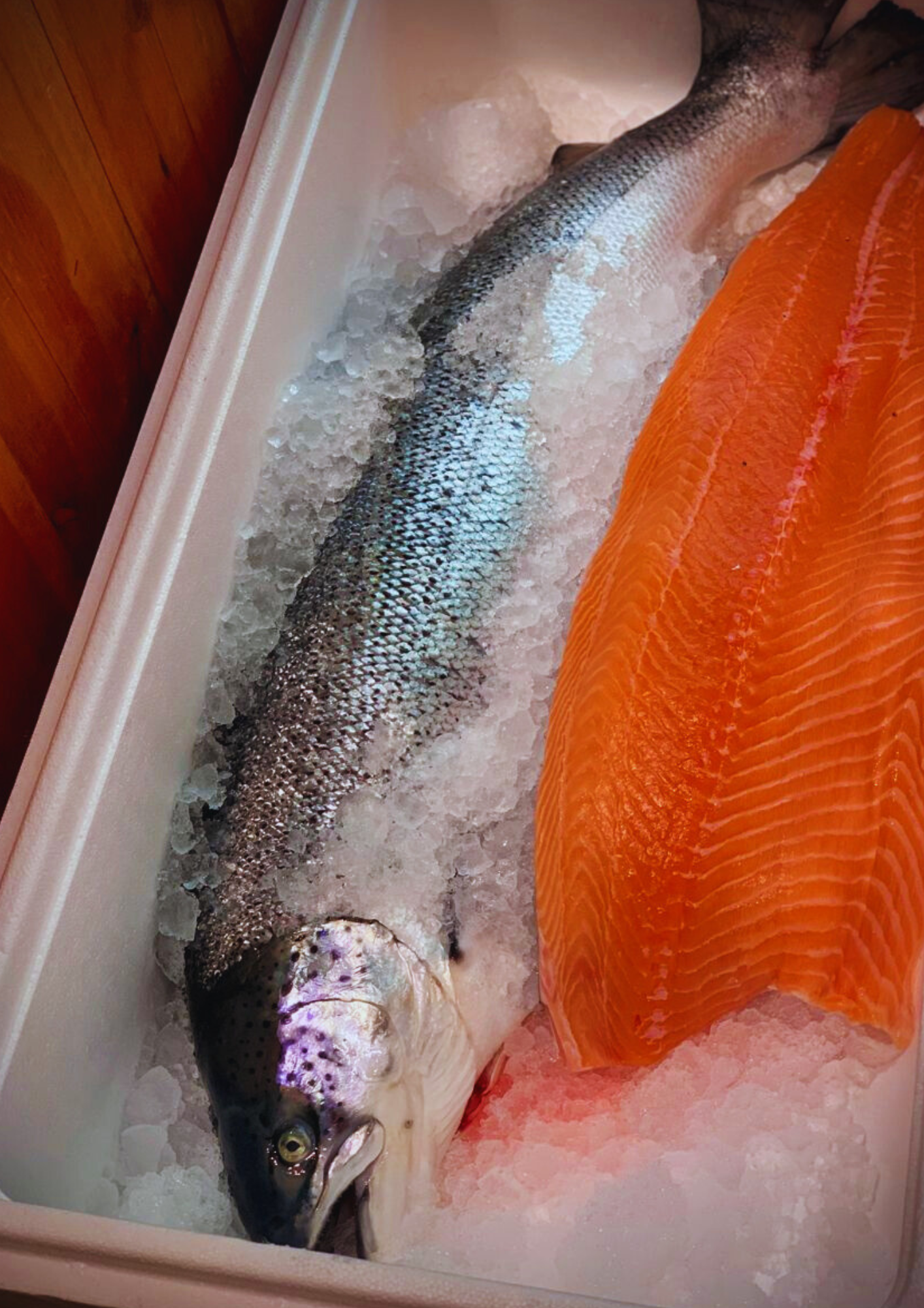 Untitled design (13)(1)