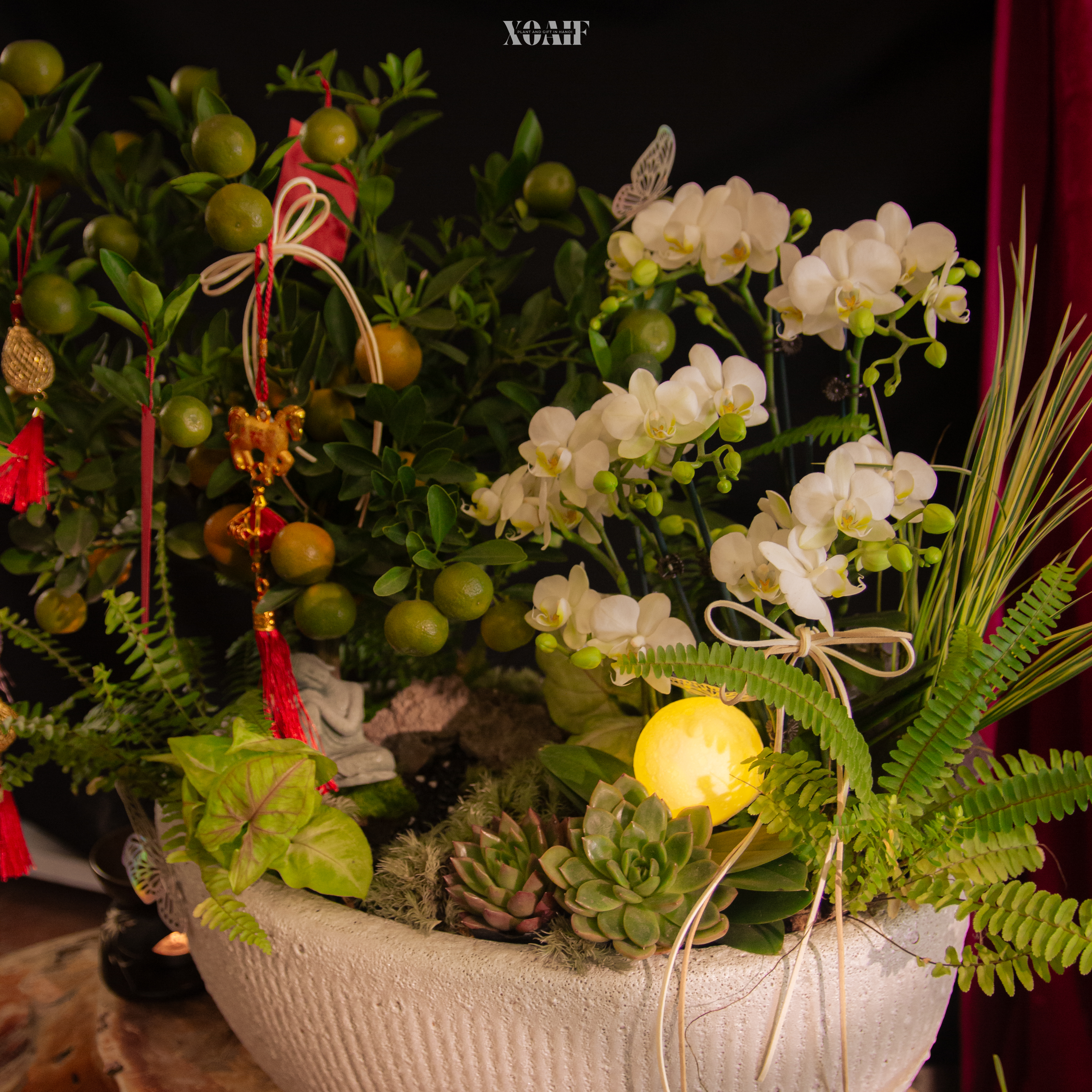 NGUYỆT ANH ĐẦU NIÊN_thumbnail_2