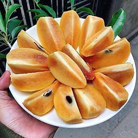 Hồng Xiêm Xoài_thumbnail_1