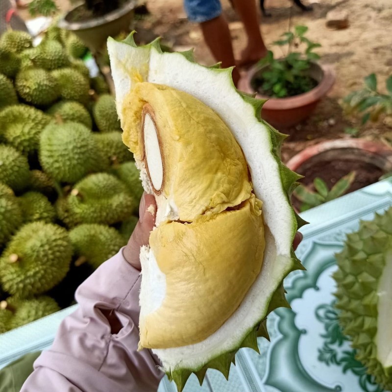 Sầu Riêng Ri6_thumbnail_4