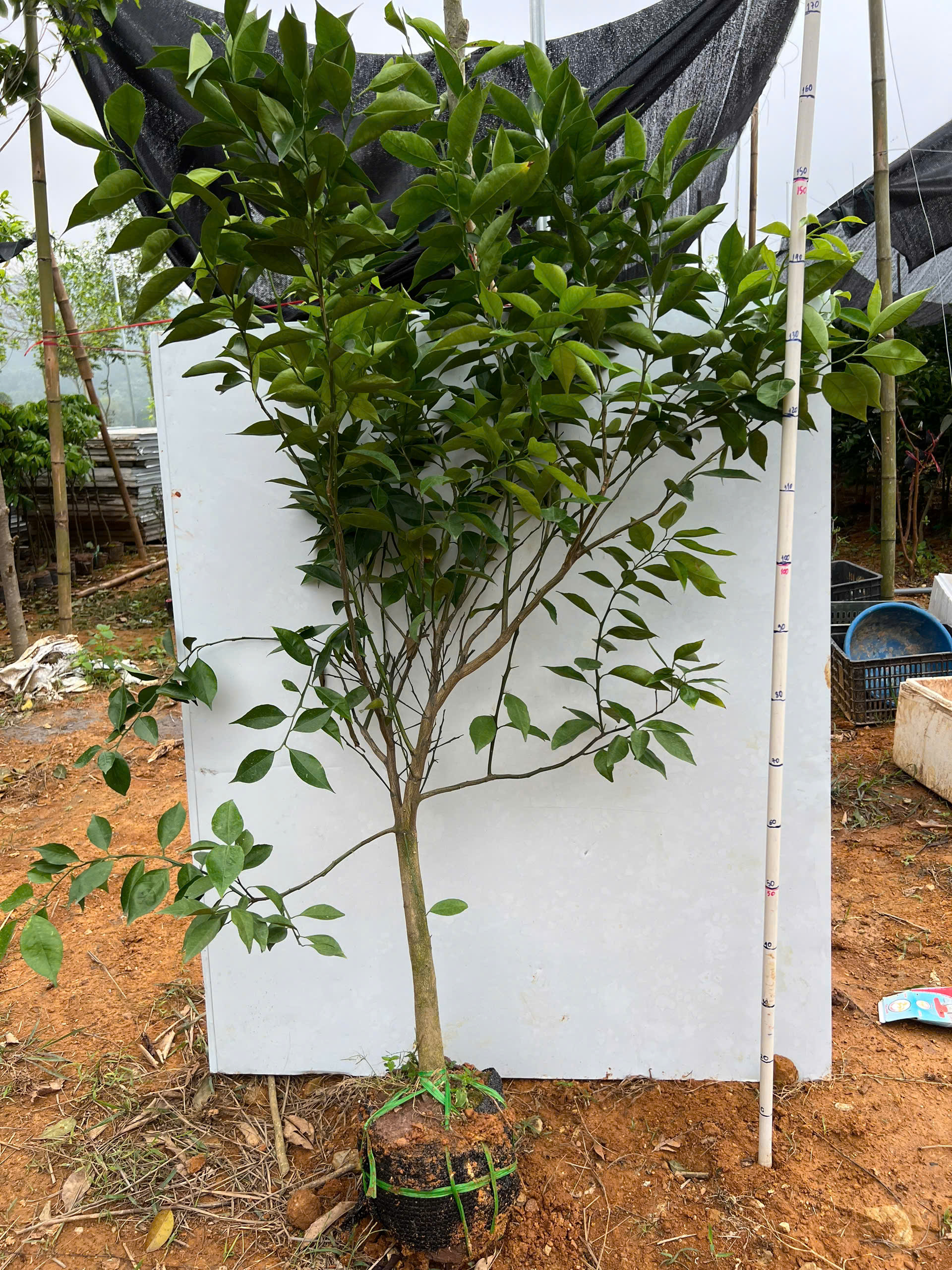 Cam đường canh cao 1.4-1.6m PT157 CALATA