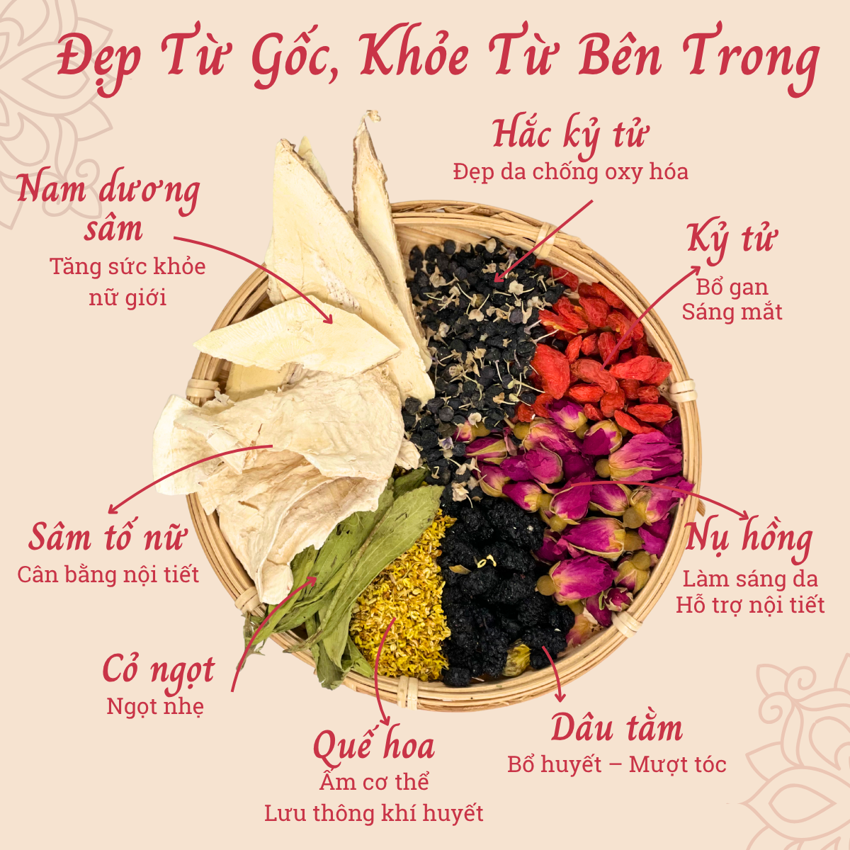 TRÀ SÂM TỐ NỮ_thumbnail_4