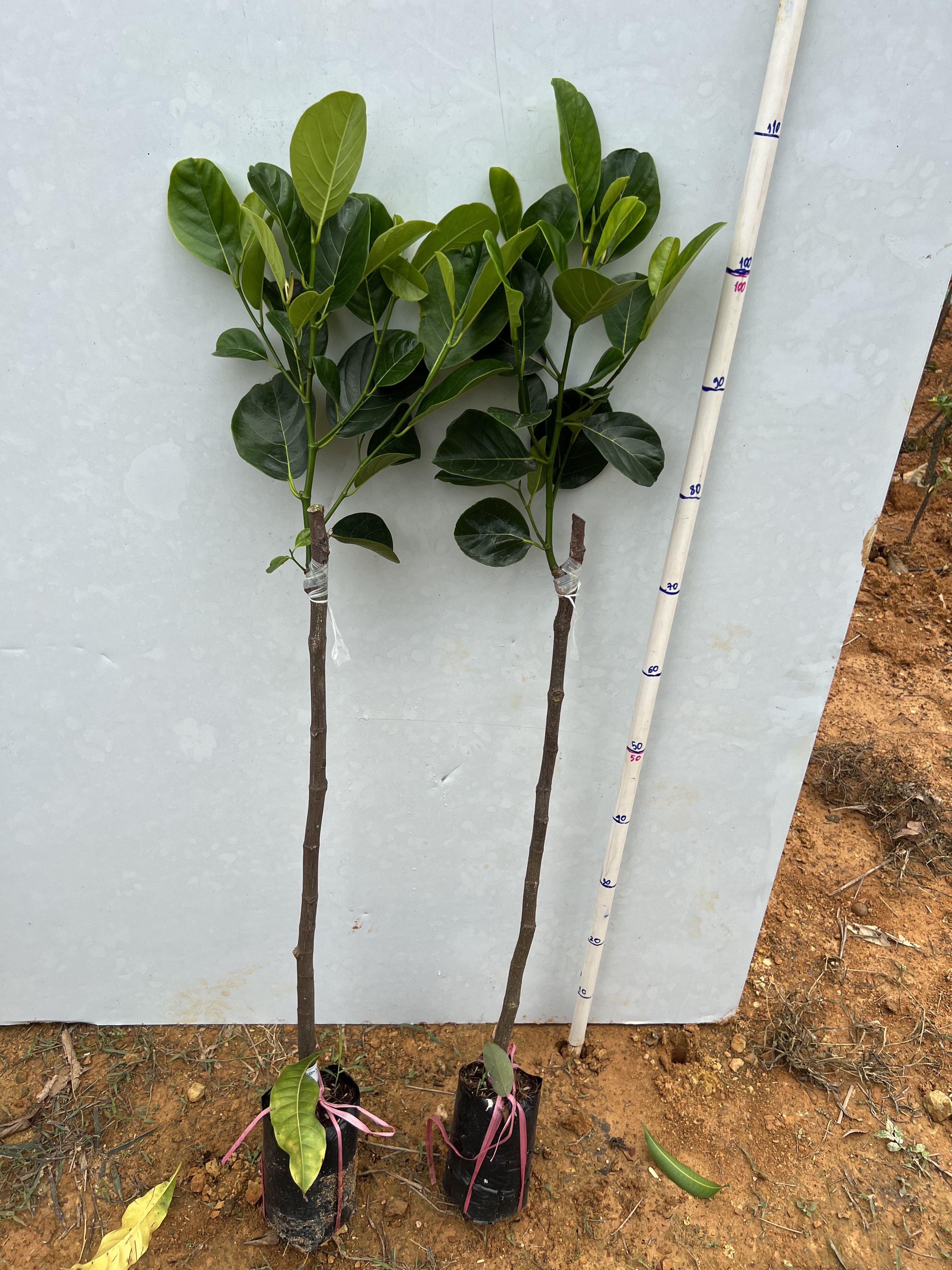 Mít Indo ruột đỏ sơ vàng cao 40-55cm PT38 CALATA