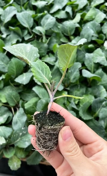 Bắp cải xanh tròn_thumbnail_3