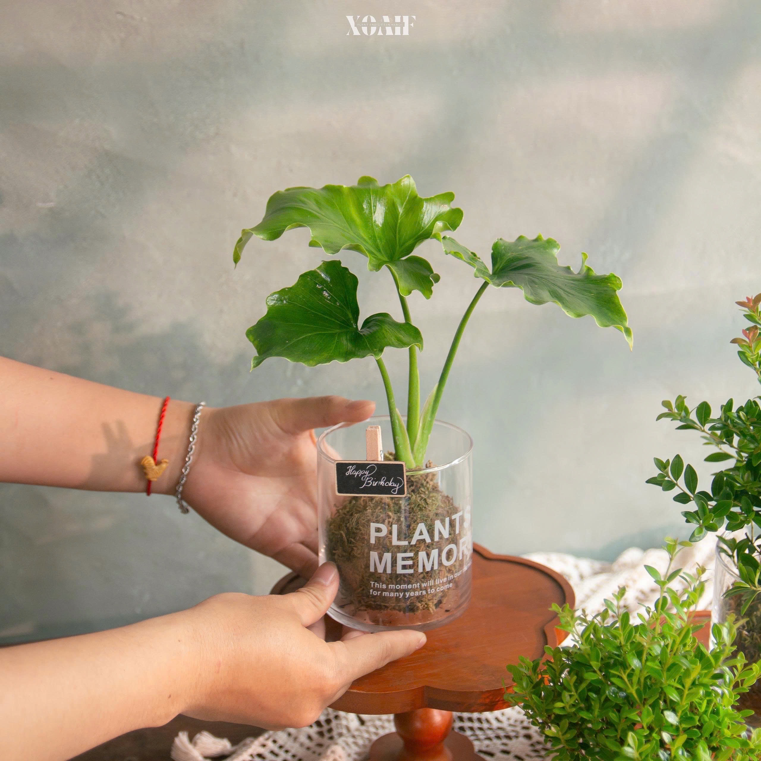 KOKEDAMA CHẬU THUỶ TINH