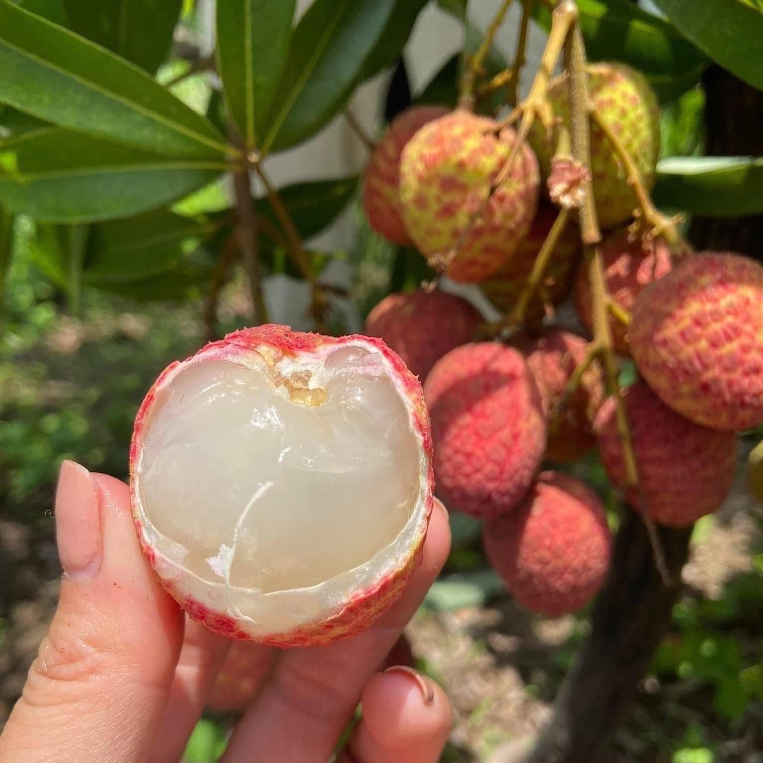 Vải Thiều Lục Ngạn Bắc Giang_thumbnail_0