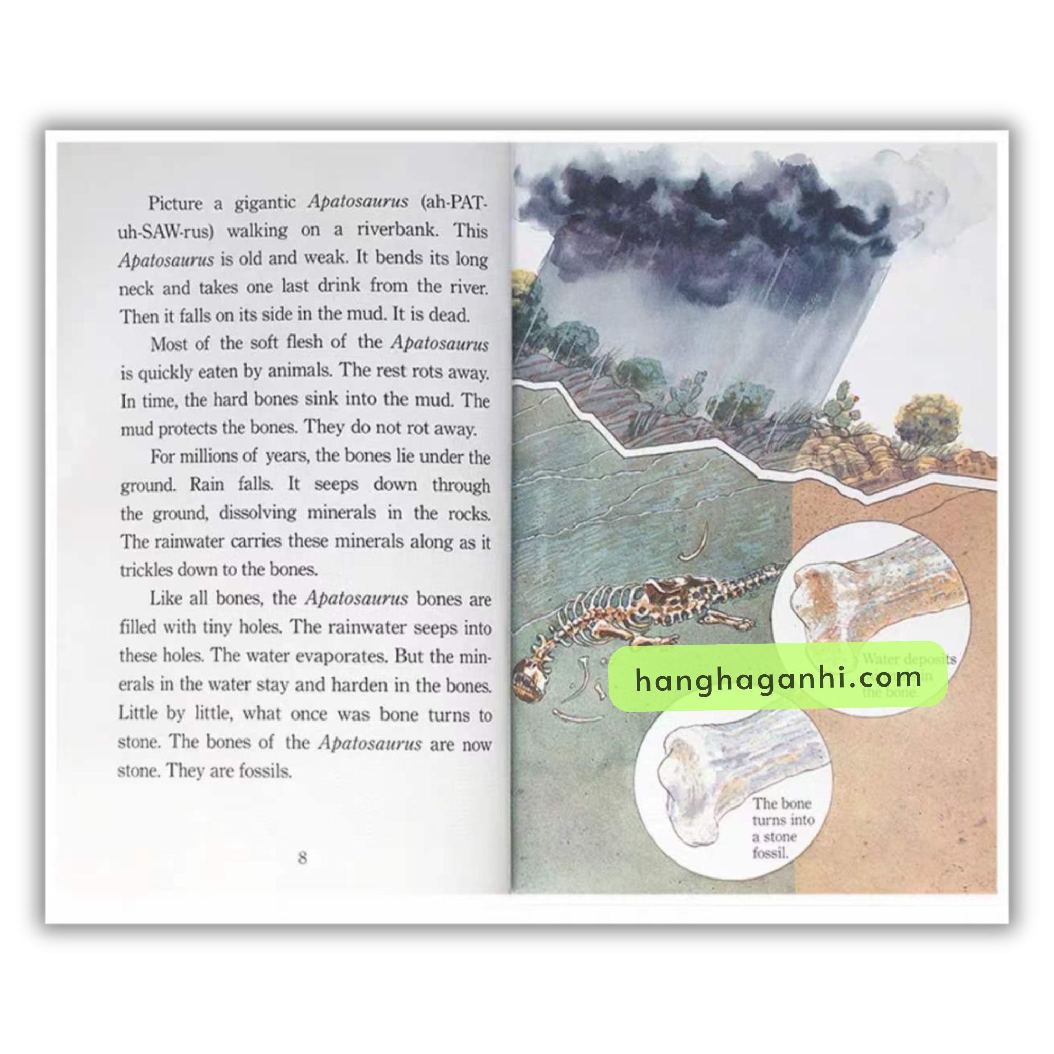 Bộ sách Step Into Reading Level  5 - 11 cuốn ( Sách nhập khẩu)_thumbnail_1