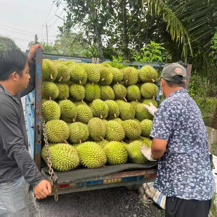 Trái Loại 1 - Sầu Riêng Ri6 MIỀN TÂY ( VIETGAP )_thumbnail_6