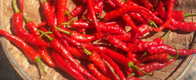 ớt chìa vôi (1)