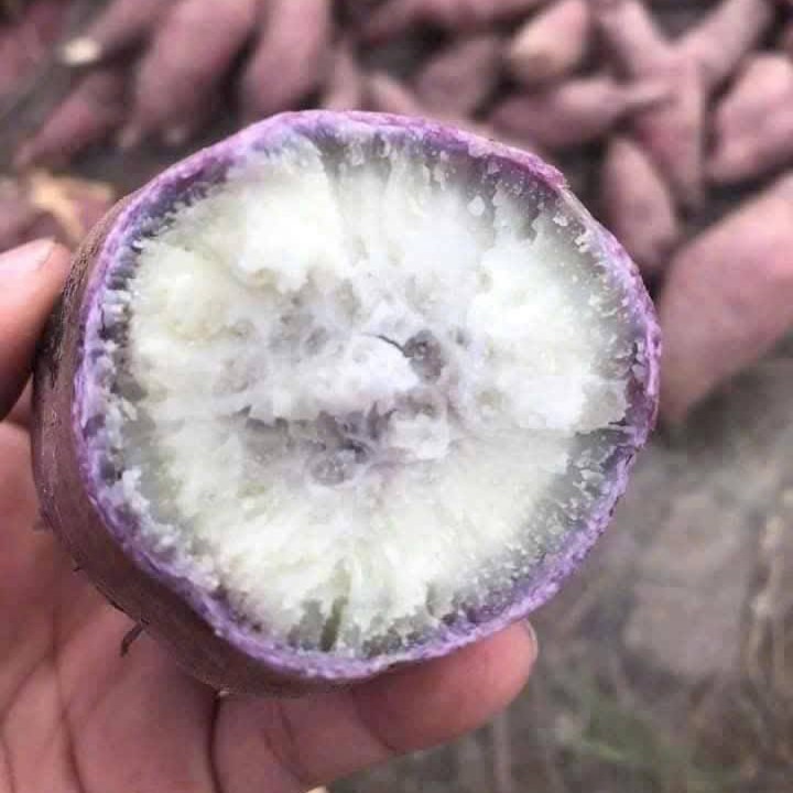 Khoai Lang Như Ngọc_thumbnail_1