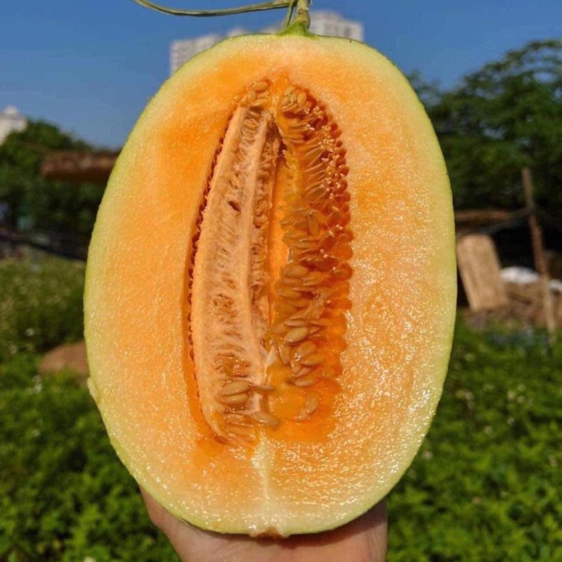 Dưa Lưới Đài Loan (Golden Melon)_thumbnail_2