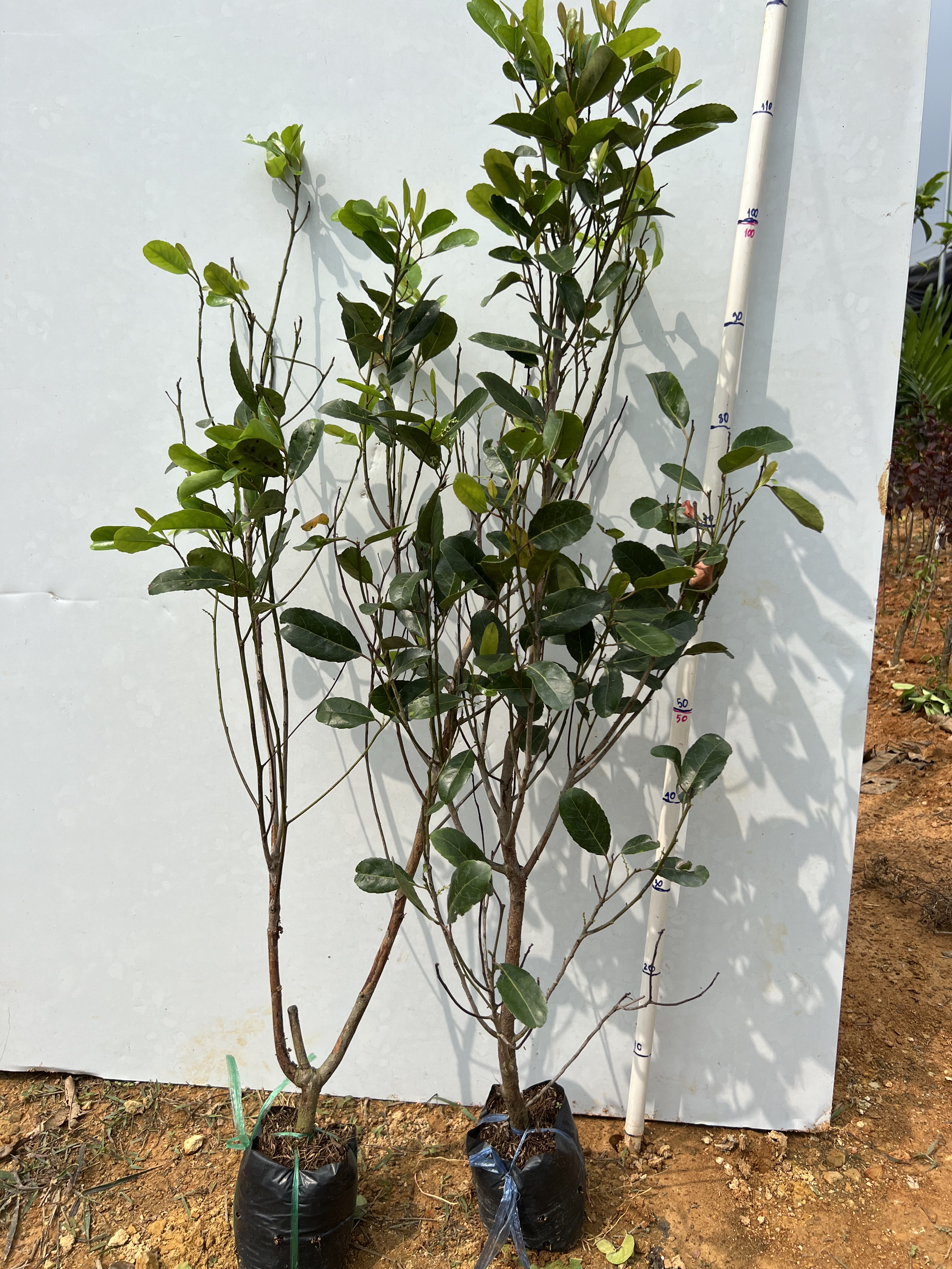 Cà na Thái cao 60-70cm PT61 CALATA