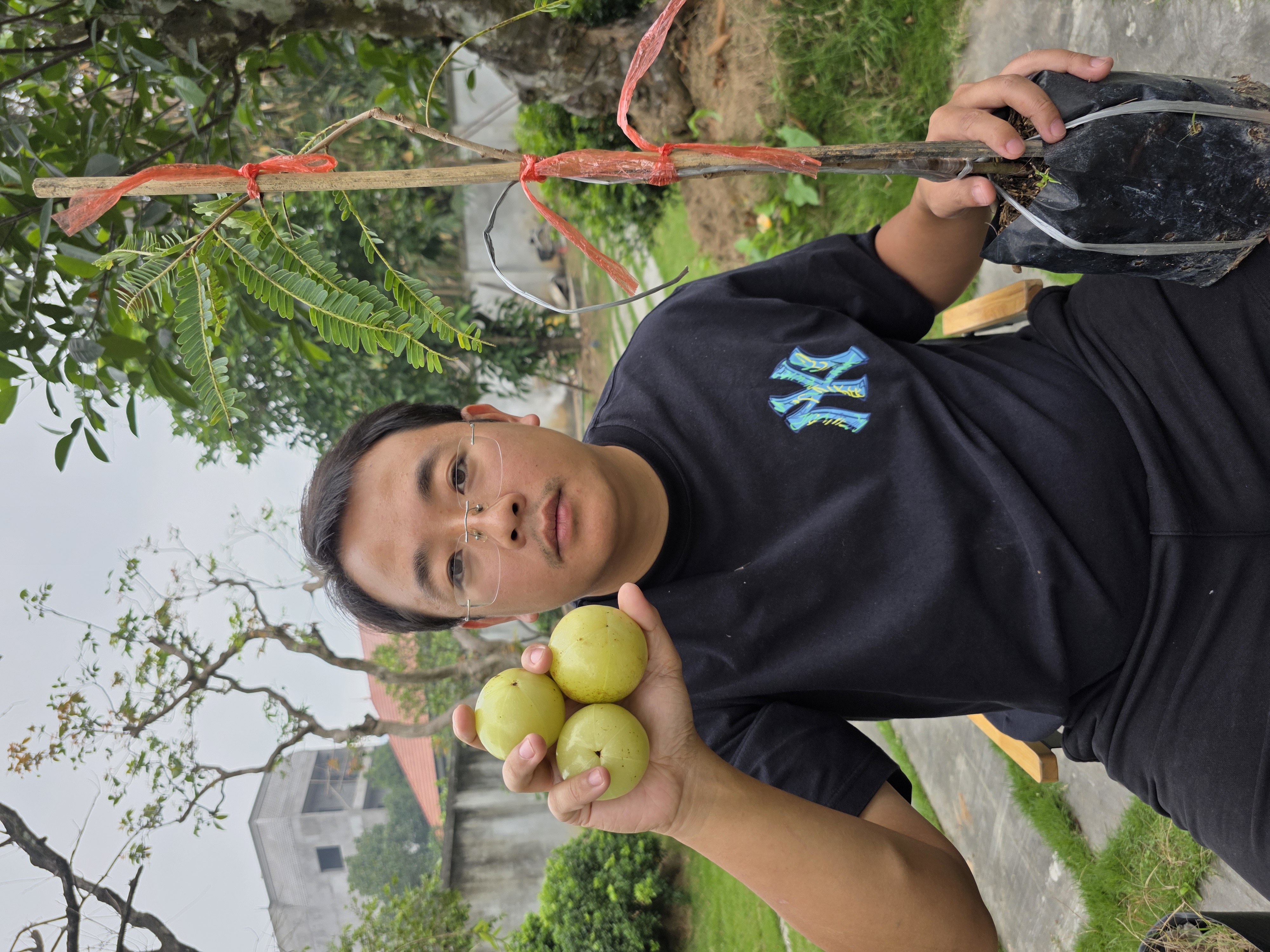 Mắc kham khổng lồ ghép chui cành cao 60-80cm MKL-01 CALATA