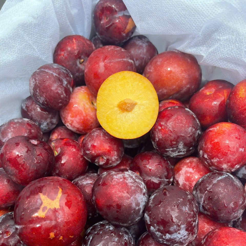 Mận Cherry_thumbnail_1