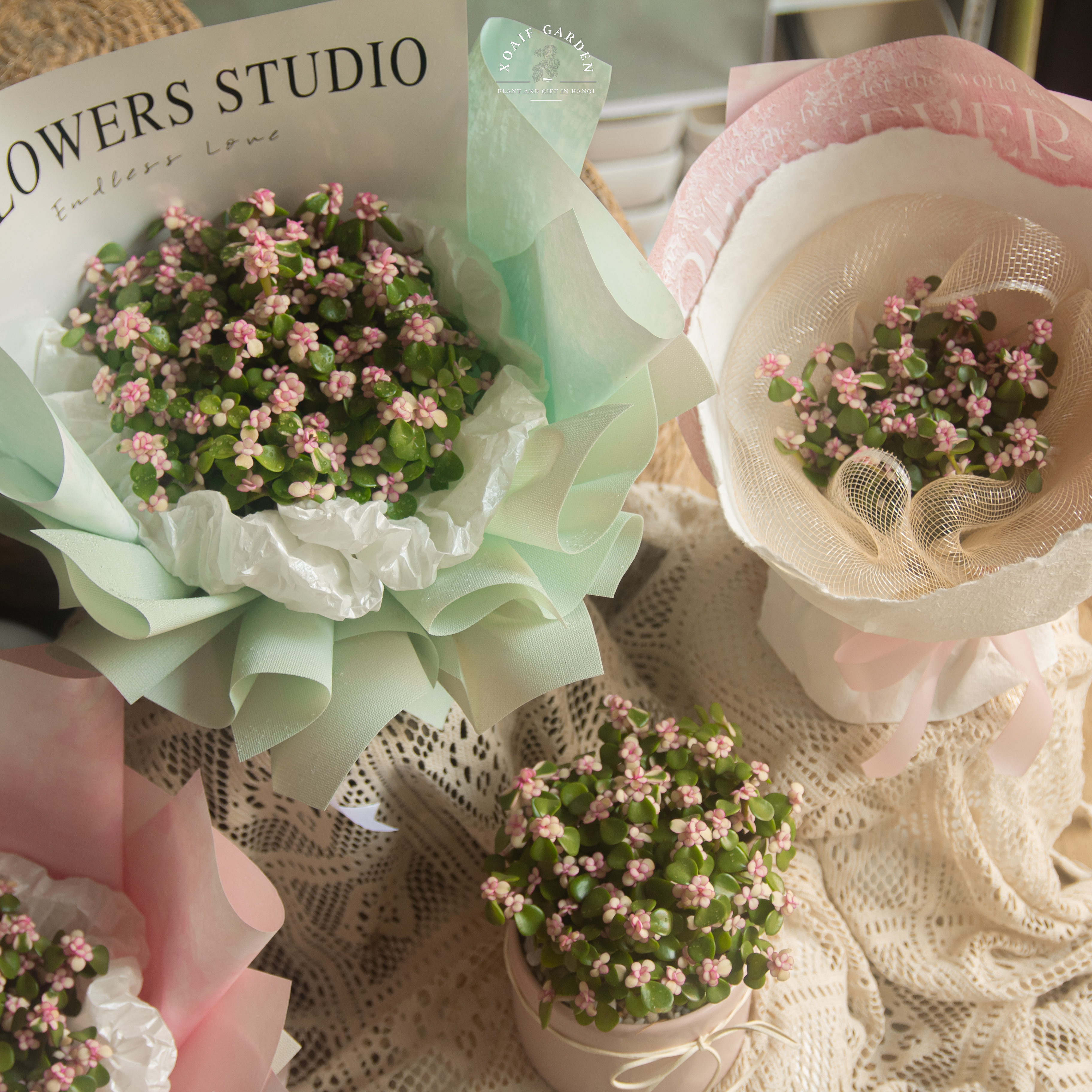 SET QUÀ TẶNG CÂY NGỌC BÍCH HỒNG_thumbnail_5