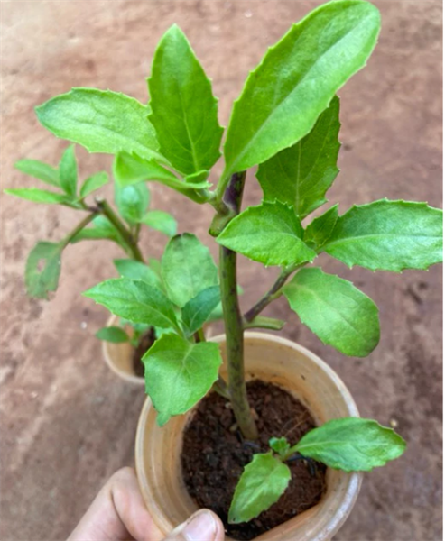 Combo 10 cây giống Rau rừng bầu đất