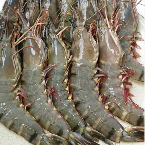 Tôm sú Thuận An Tươi ngon - Vỏ mỏng, Thịt chắc, Không bở