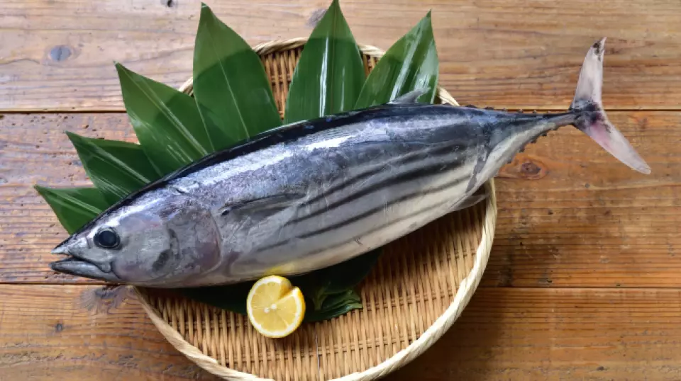 Cá ngừ Nguyên con, Đánh bắt trực tiếp [Giao hàng hỏa tốc Huế]_thumbnail_3