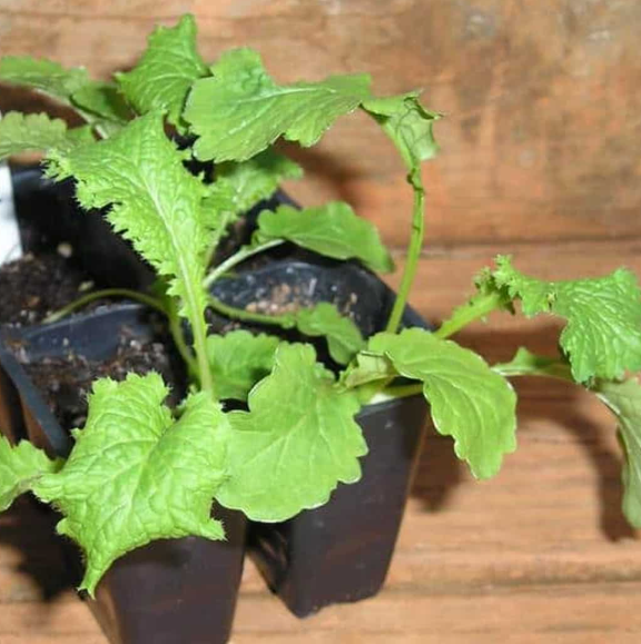 Combo 10 cây giống Cải khổng lồ Trung Quốc