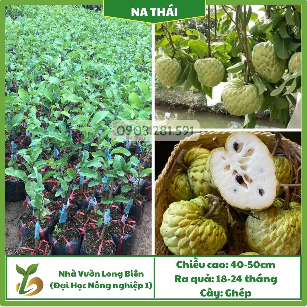 Na Thái (cây nuôi)