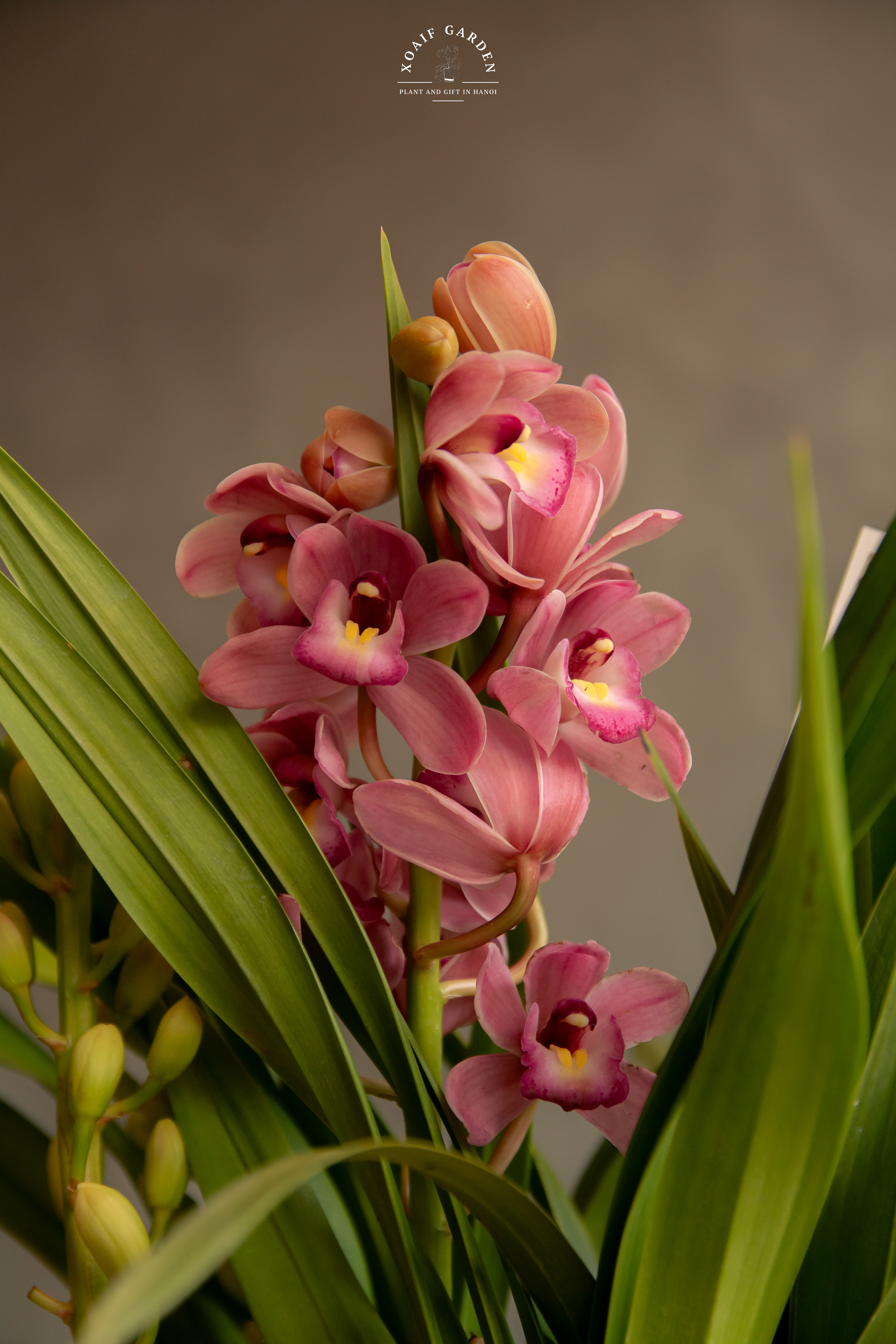 ĐỊA LAN MIX PHONG THỦY CHẬU SÓNG CAO CẤP