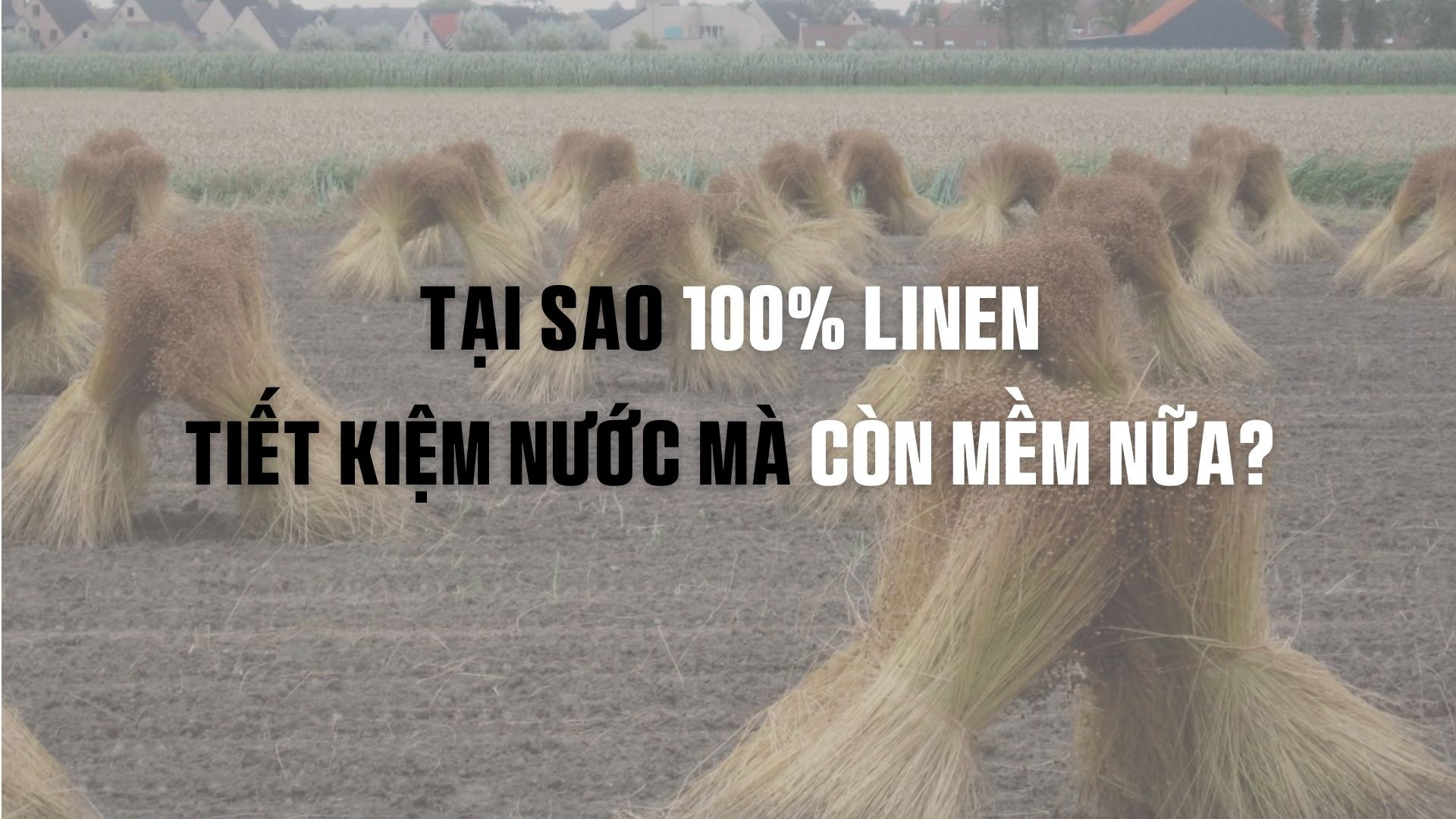 Tại sao 100% linen tiết kiệm nước mà còn mềm nữa?