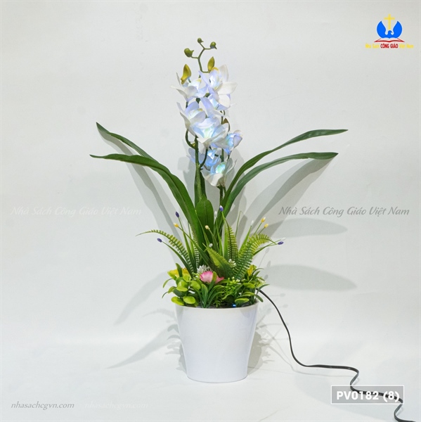 Hoa địa lan_thumbnail_2