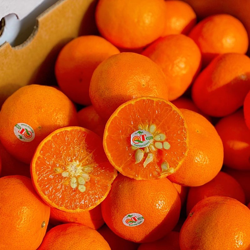 Quýt Úc T.Citrus_thumbnail_1
