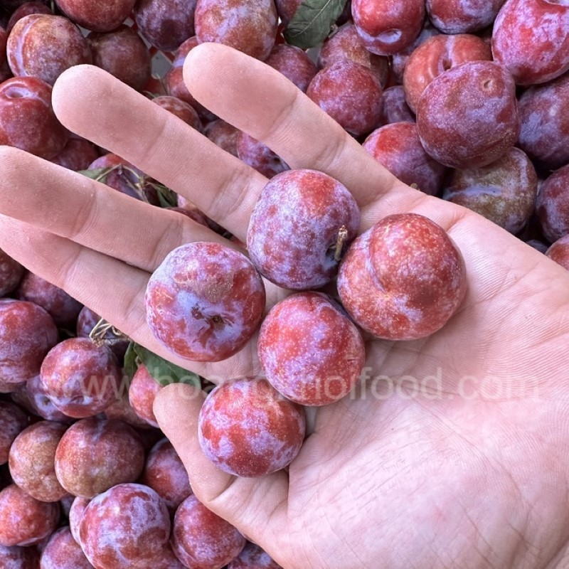 Mận Hậu Punhi_thumbnail_3