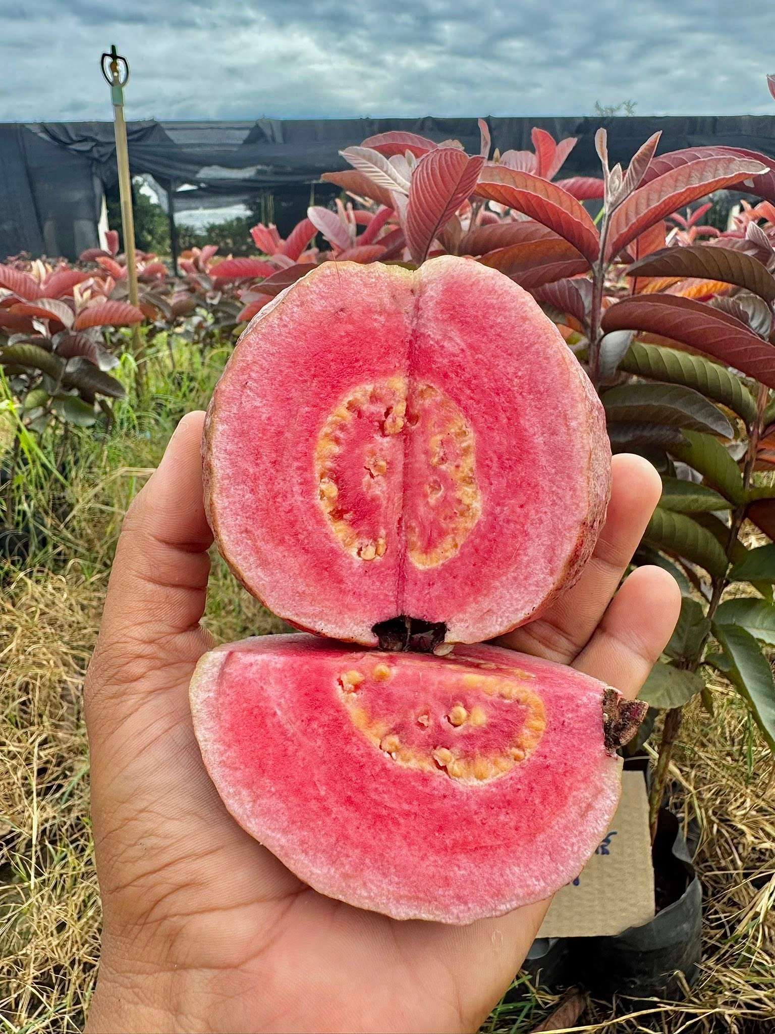 Ổi Ayothaya 3 ghép cành cao 40-60cm OAT-01 CALATA_thumbnail_1