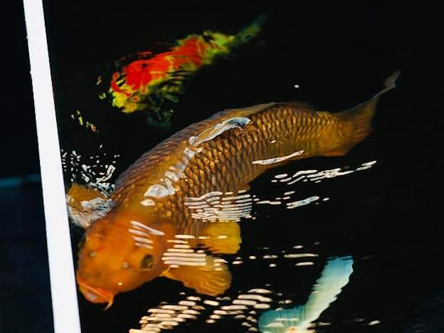 Tìm Hiểu Cá Koi Từ A – Z: Đặc Điểm, Phân Loại, Cách Nuôi, Cách Nhân Giống